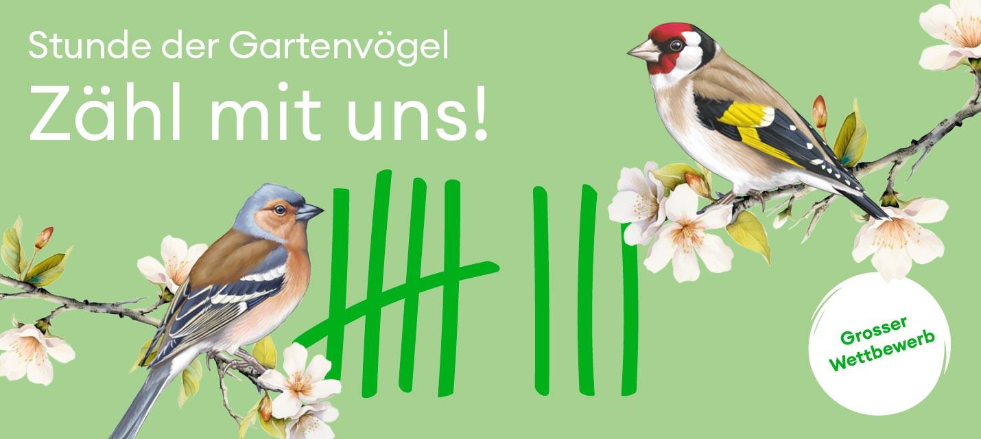 Stunde der Gartenvögel